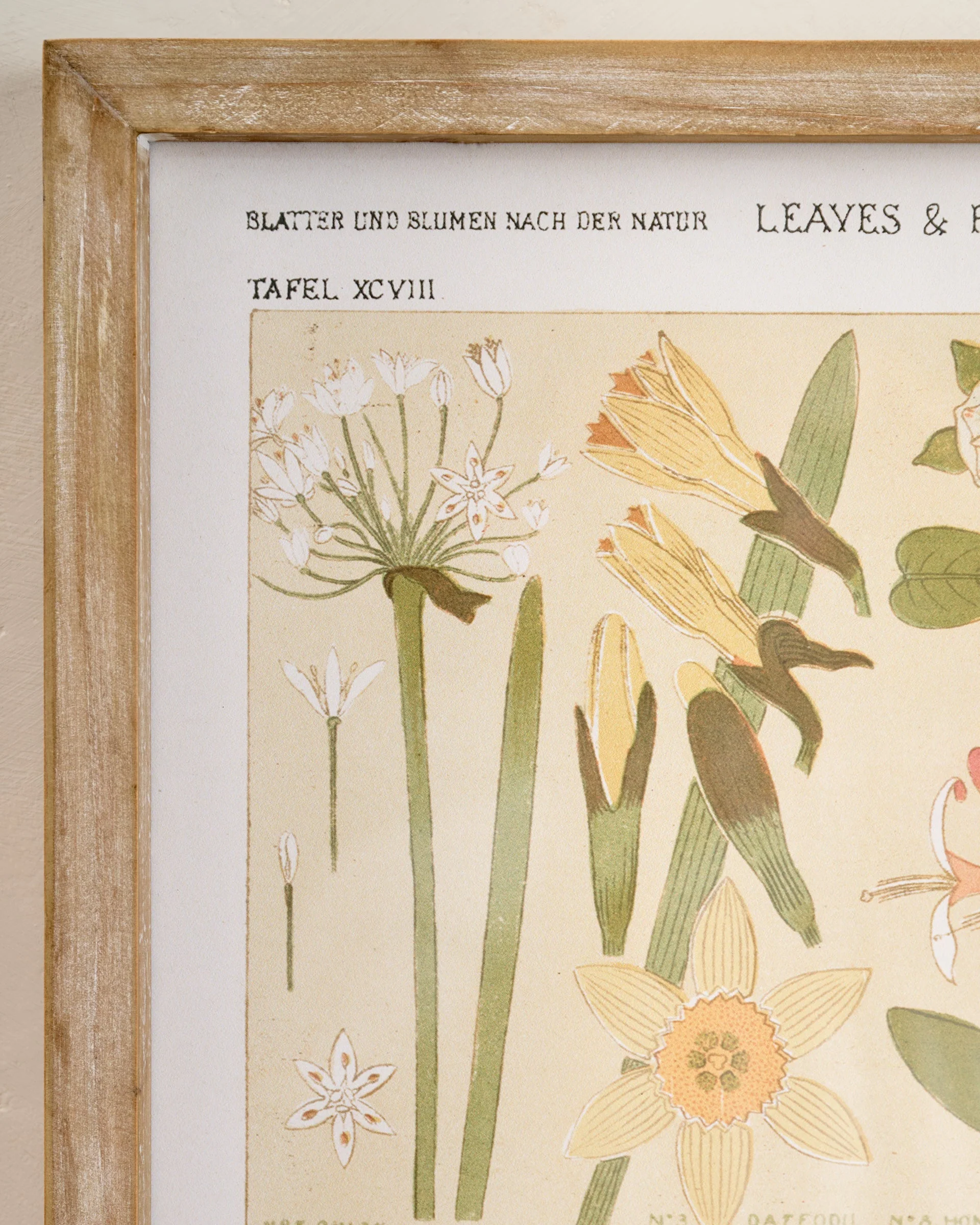 Antique Botanical Study II Framed Art - Image 2