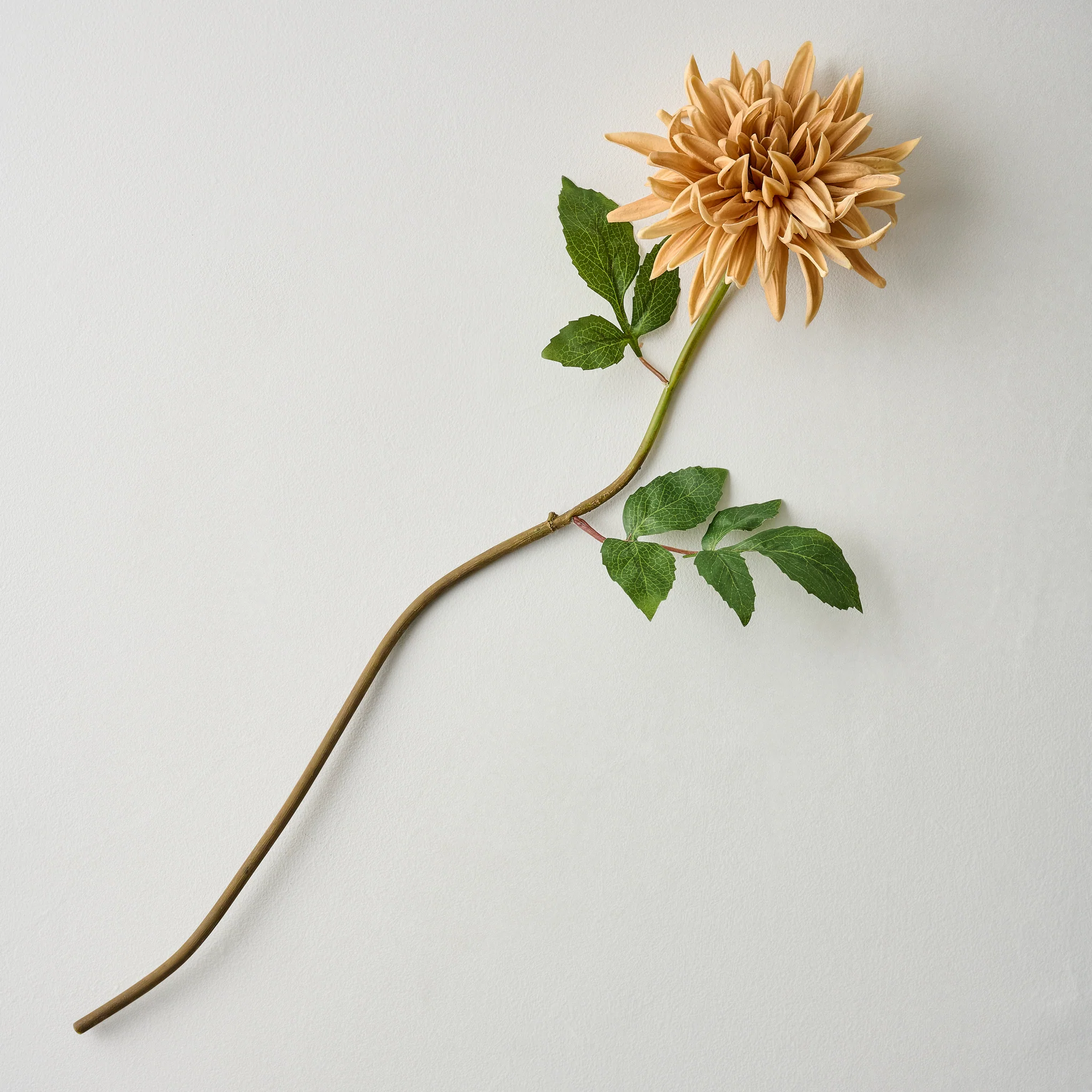 Autumnal Dahlia - Image 6