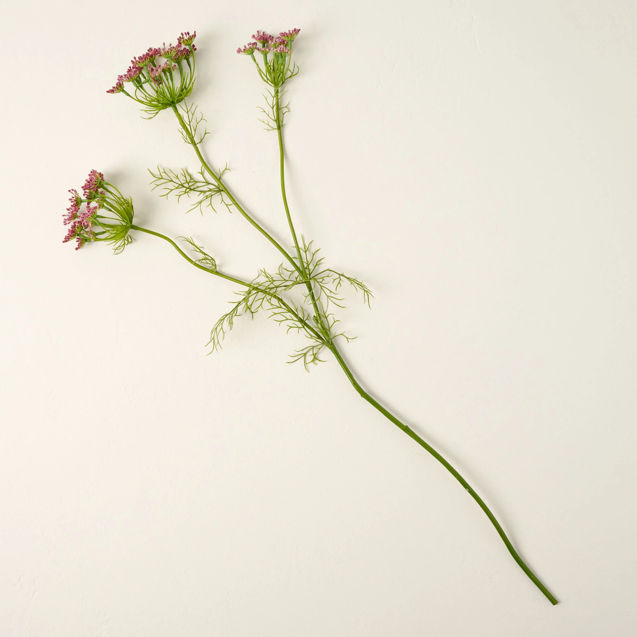 Chocolate Laceflower - Image 2