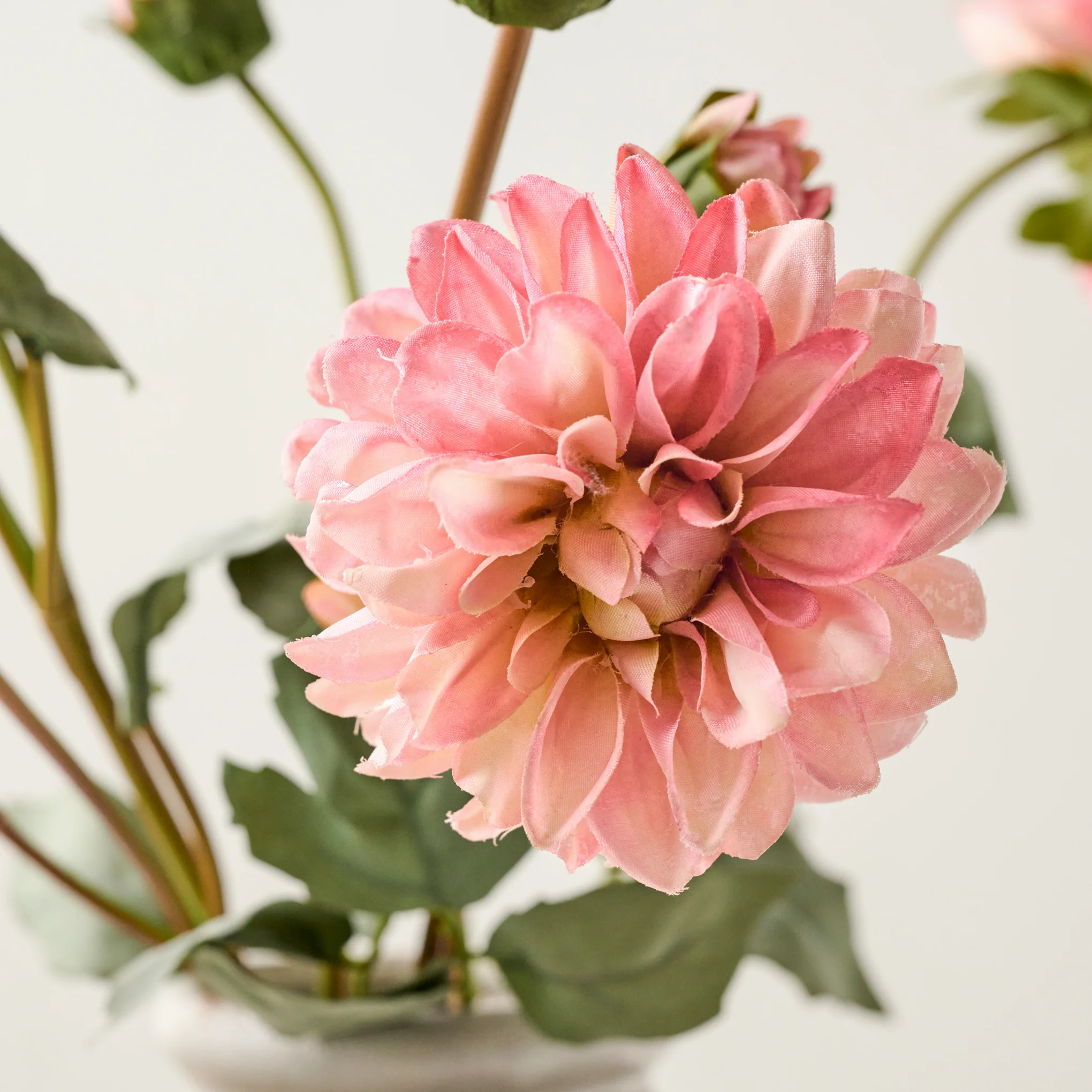 Dahlia Bloom Bundle - Image 4