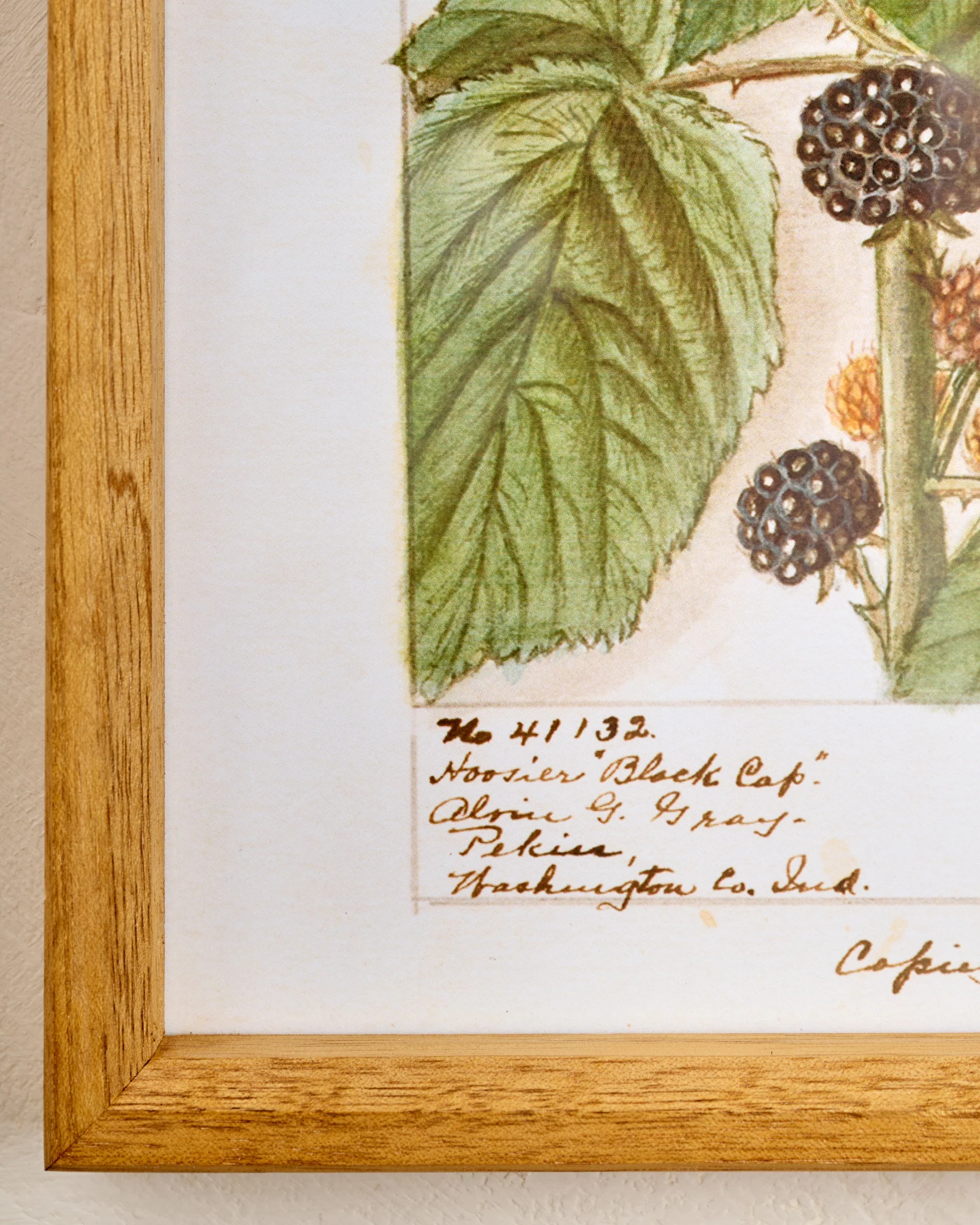 Fresh Blackberry Botanical Framed Print - Image 2