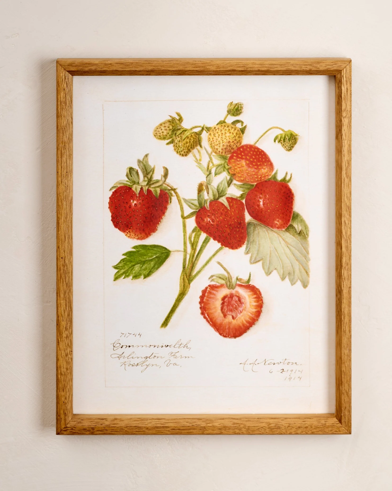 Fresh Strawberry Botanical Framed Print - Image 2