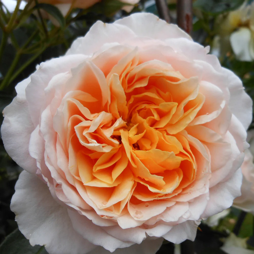 Ginger Syllabub™ Rose Bush