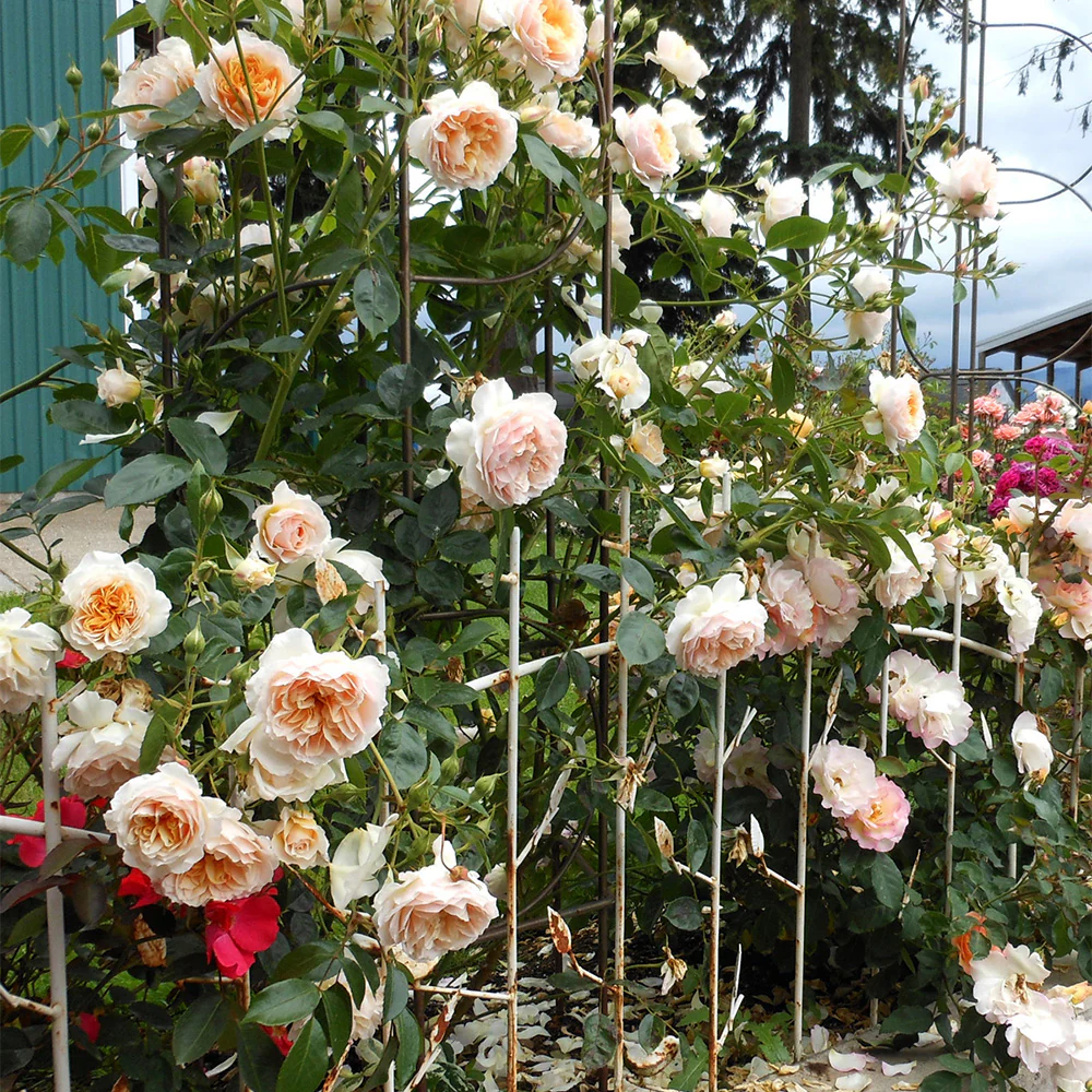 Ginger Syllabub™ Rose Bush - Image 2