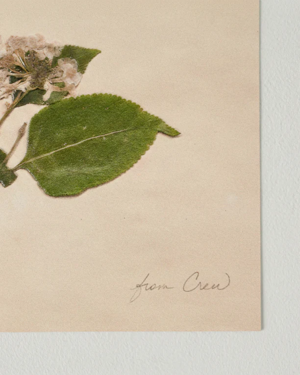 Jo's Hand Pressed Herbarium Prints - "From Crew" '23 - Image 3