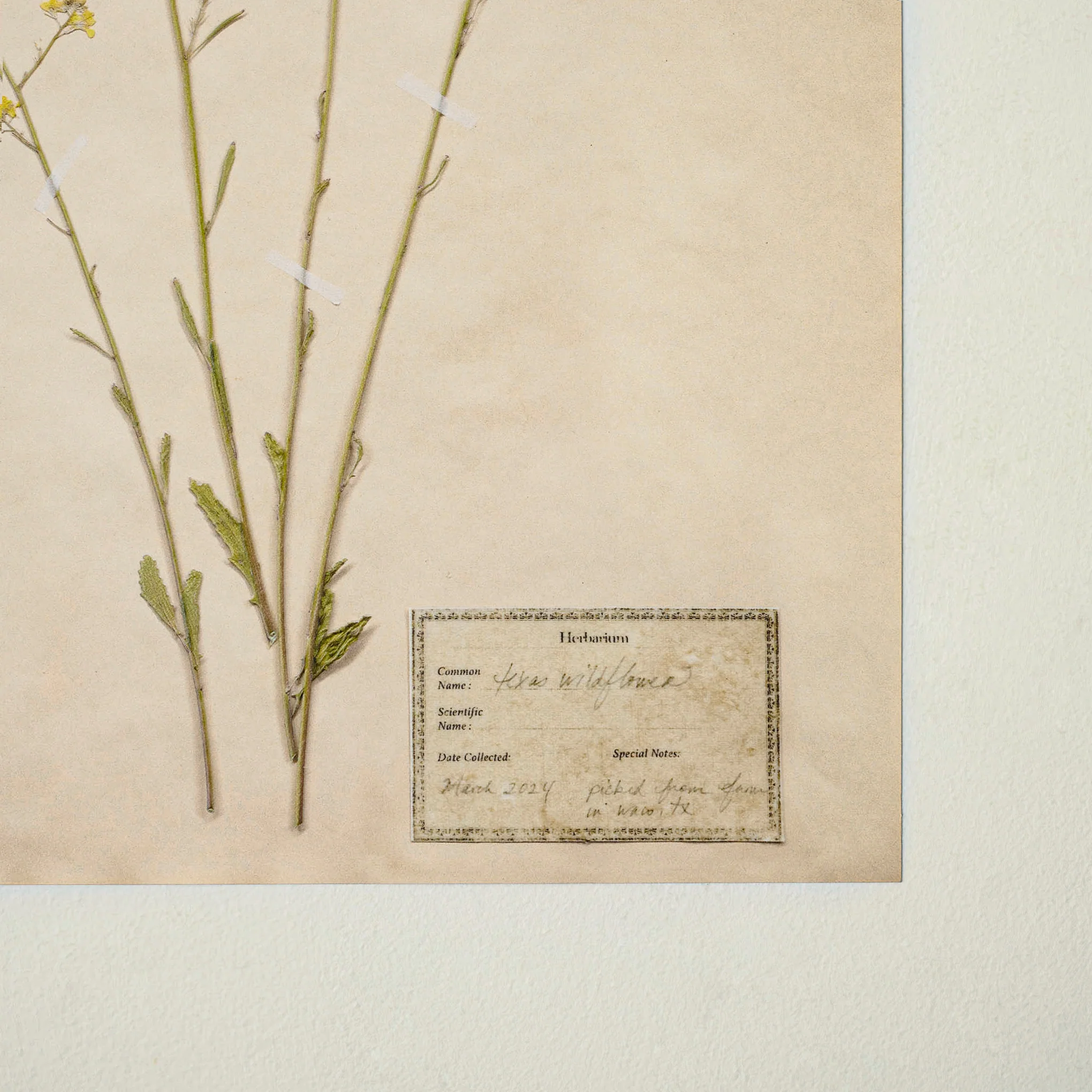 Jo's Hand Pressed Herbarium Prints - Texas Wildflowers II '24 - Image 2