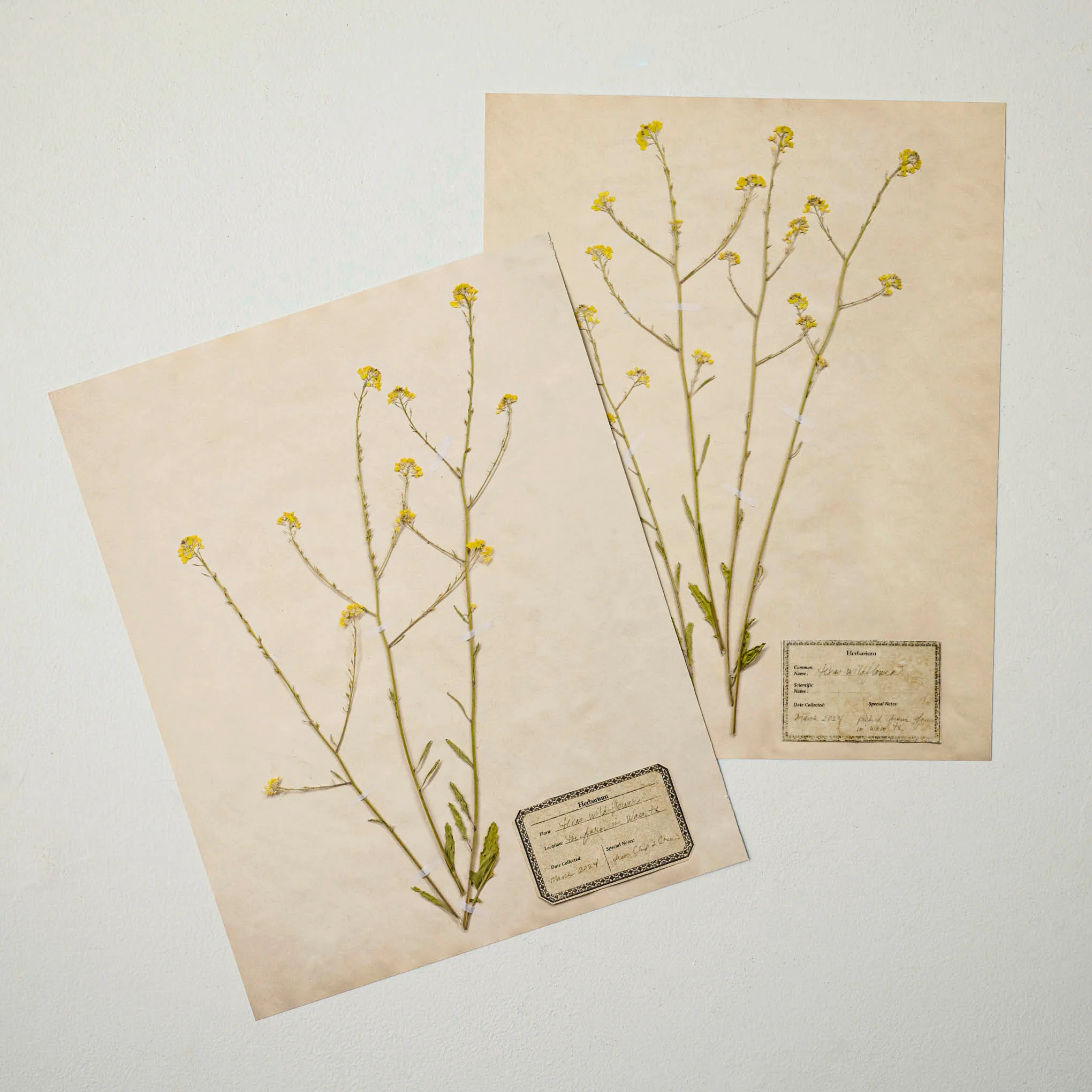 Jo's Hand Pressed Herbarium Prints - Texas Wildflowers II '24 - Image 3