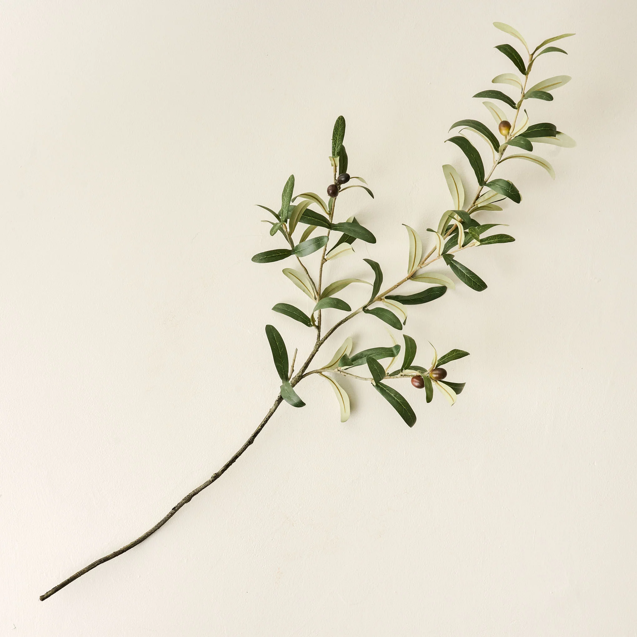 Olive Leaf Stem - Image 2