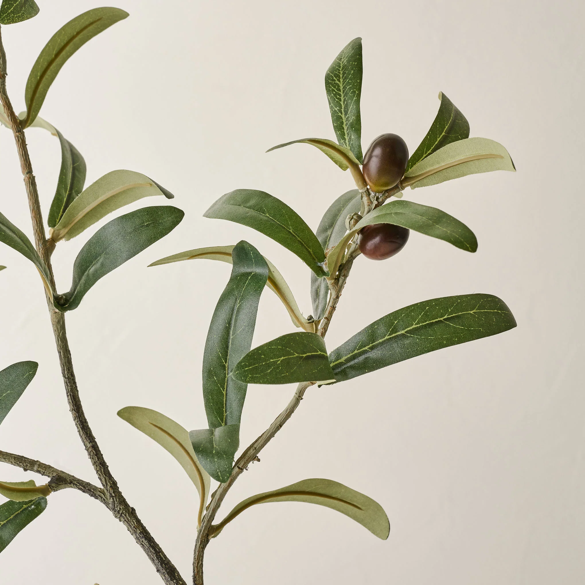 Olive Leaf Stem - Image 5