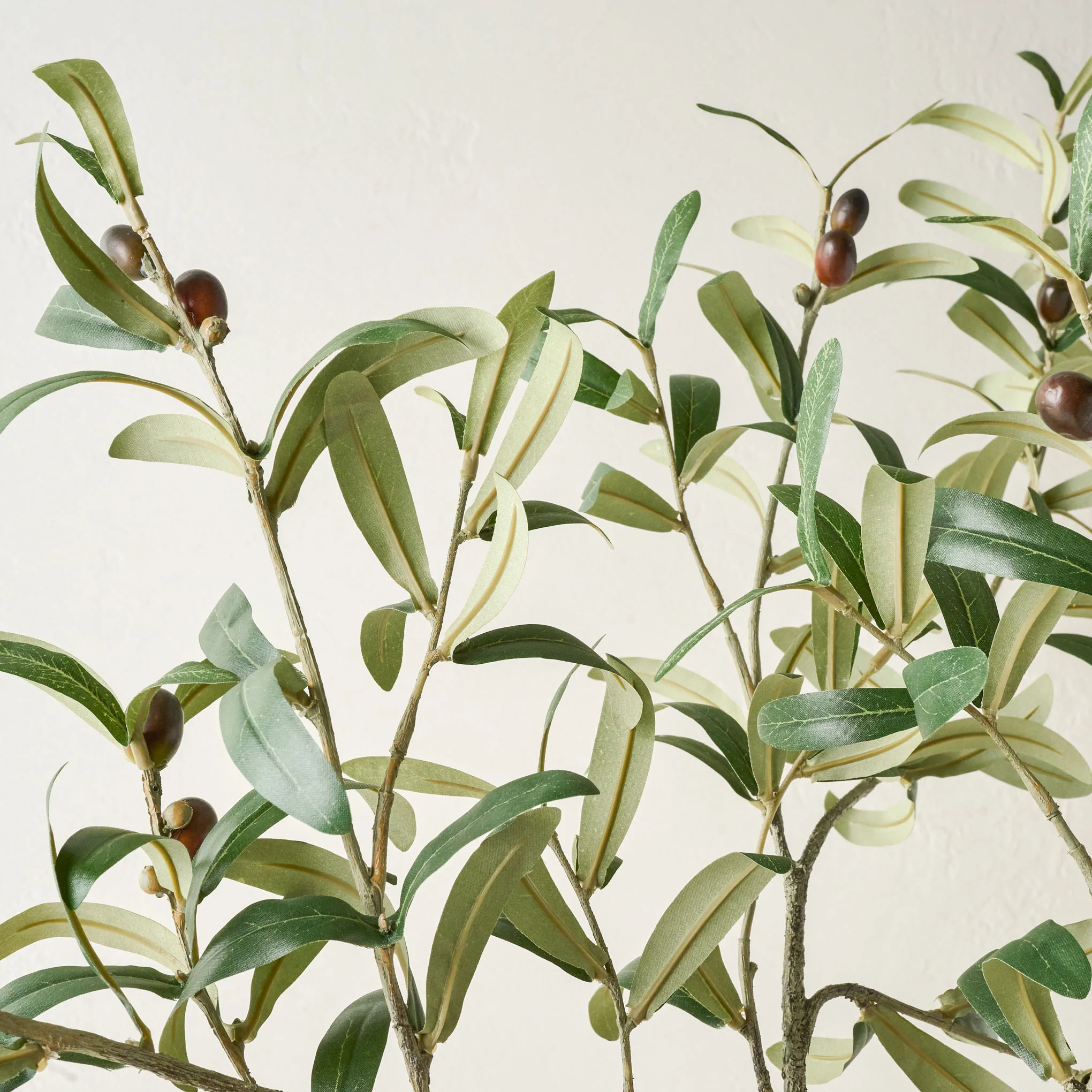 Olive Leaf Stem - Image 6