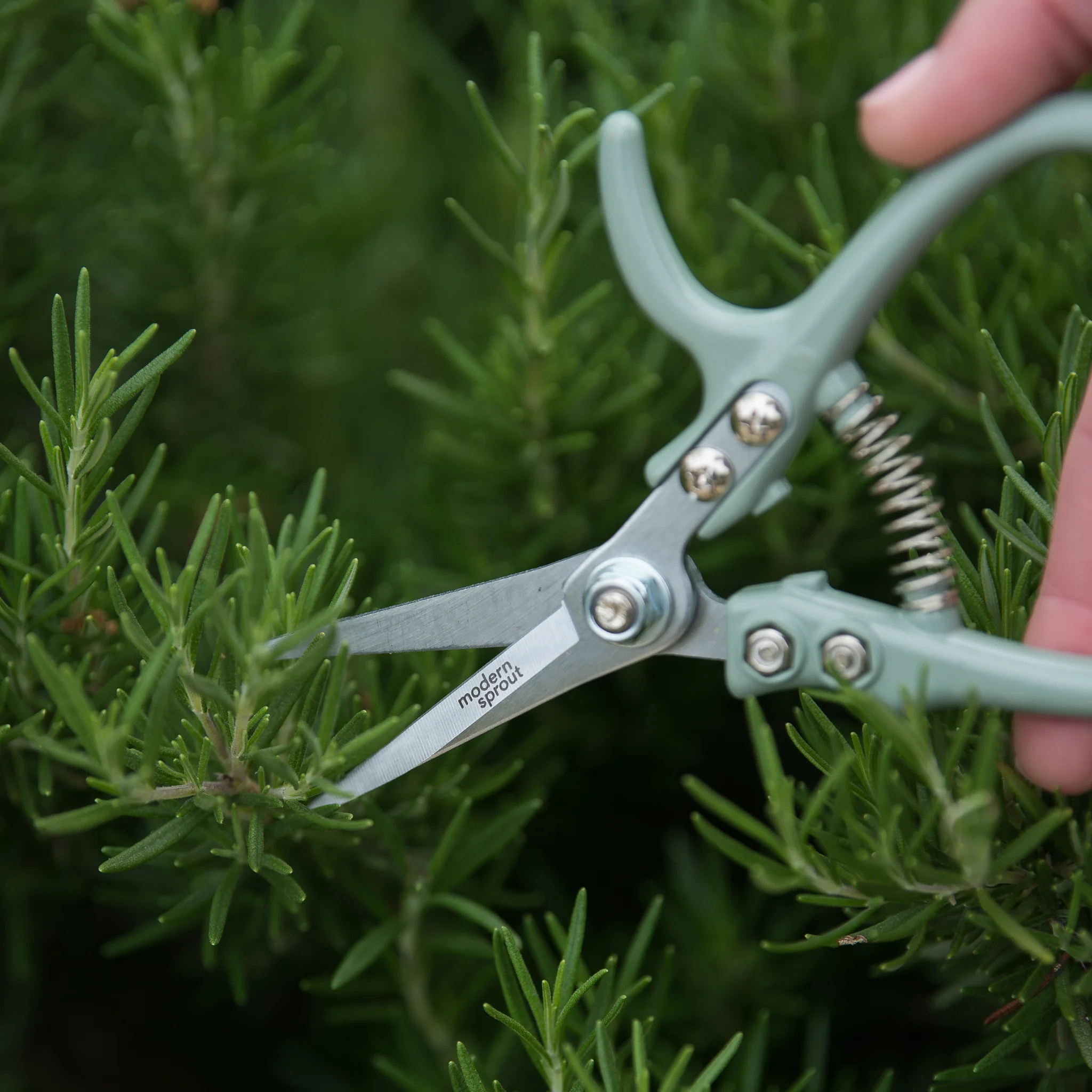 Pale Mint Shears - Image 3