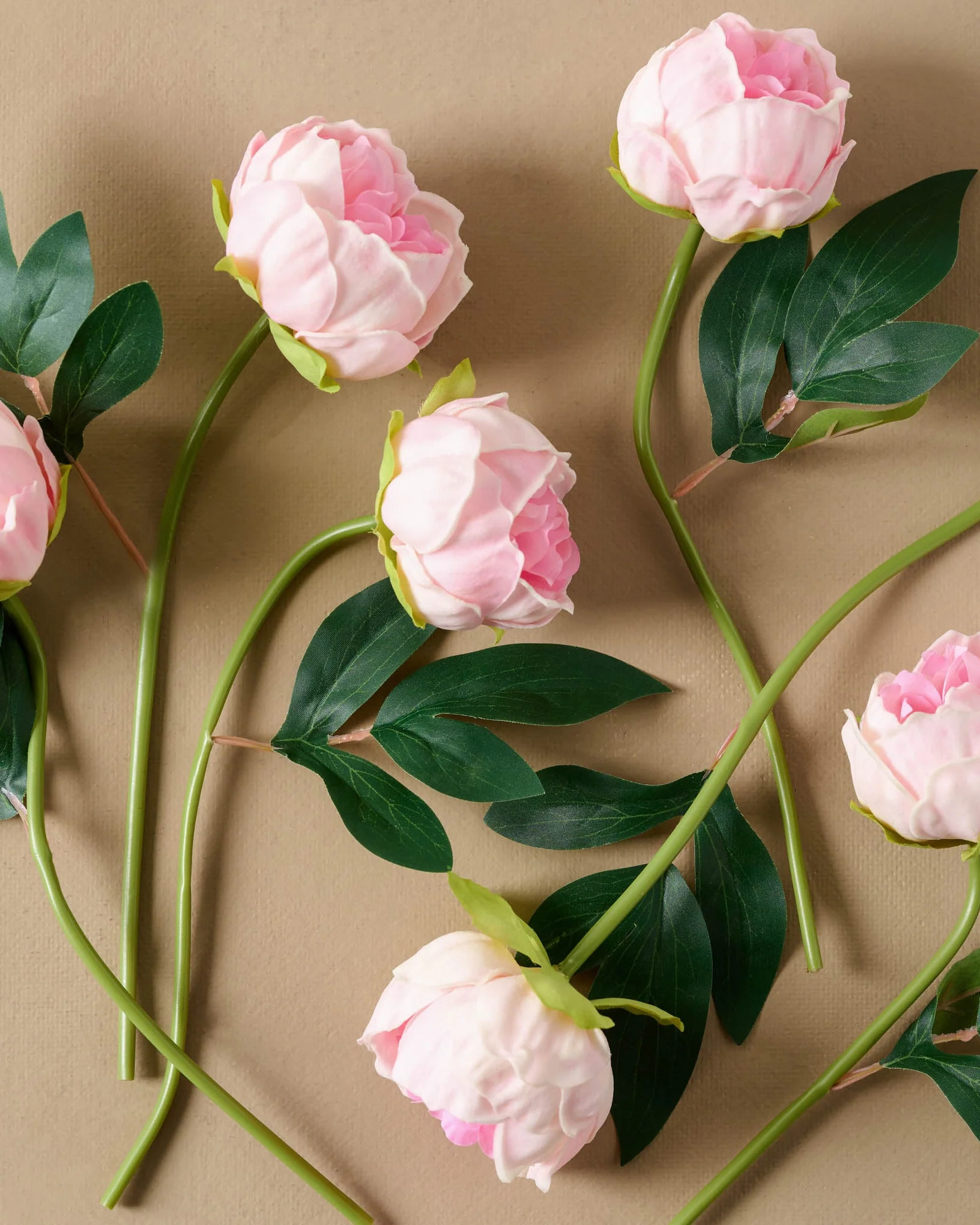Peony Bundle - Image 6