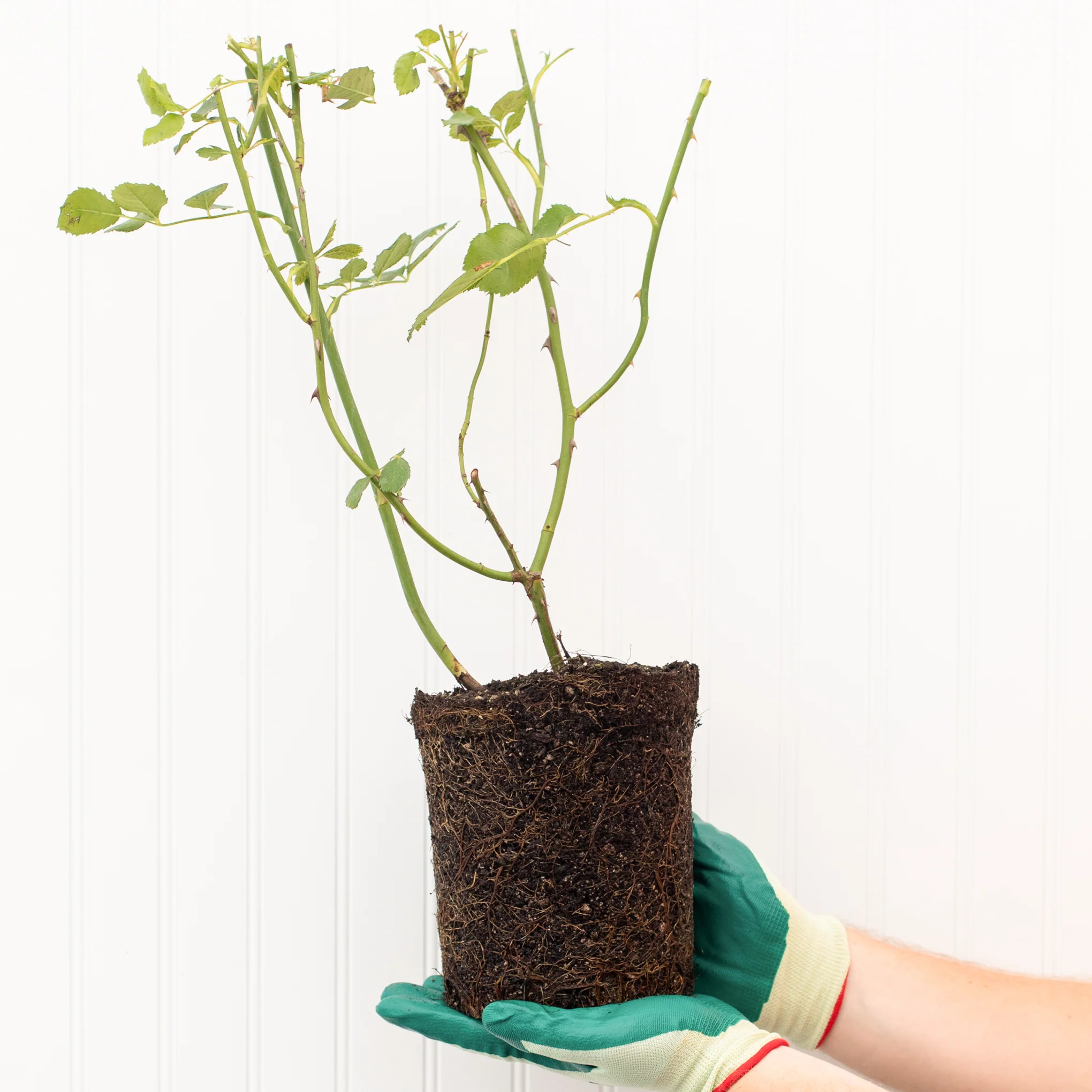 Princess Charlene de Monaco® Rose Bush - Image 3
