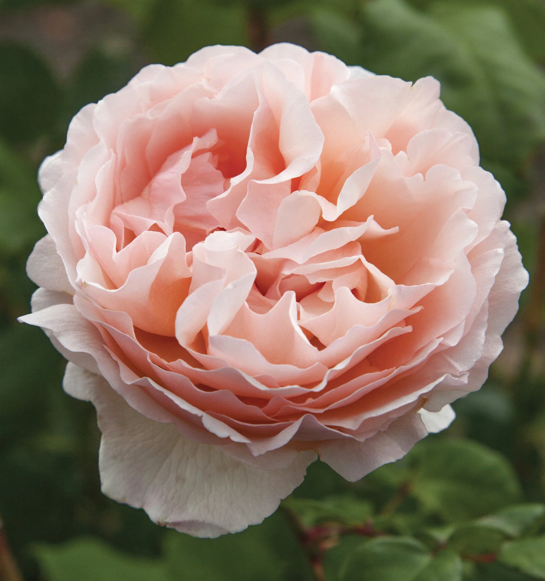 Princess Charlene de Monaco® Rose Bush - Image 4