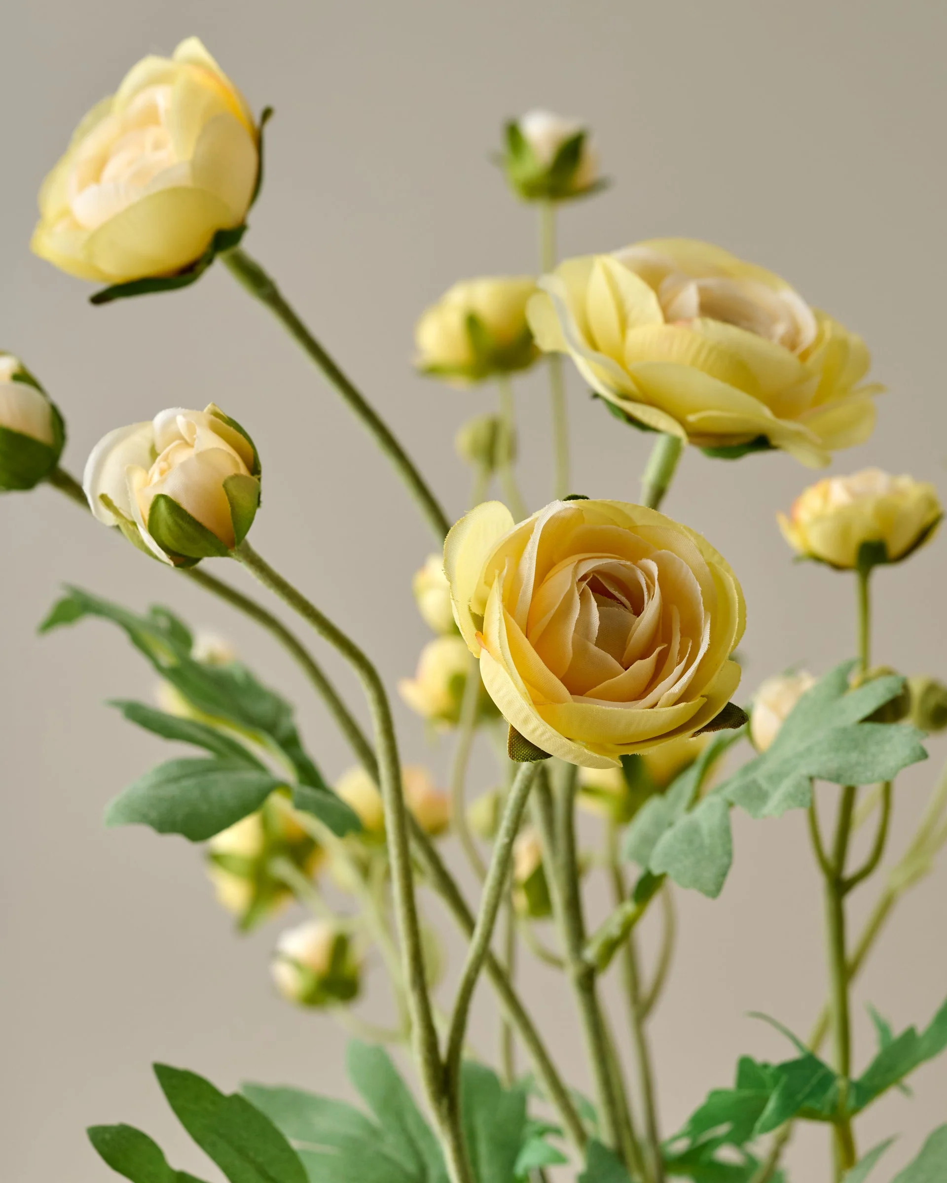 Ranunculus Bloom Bundle - Image 14