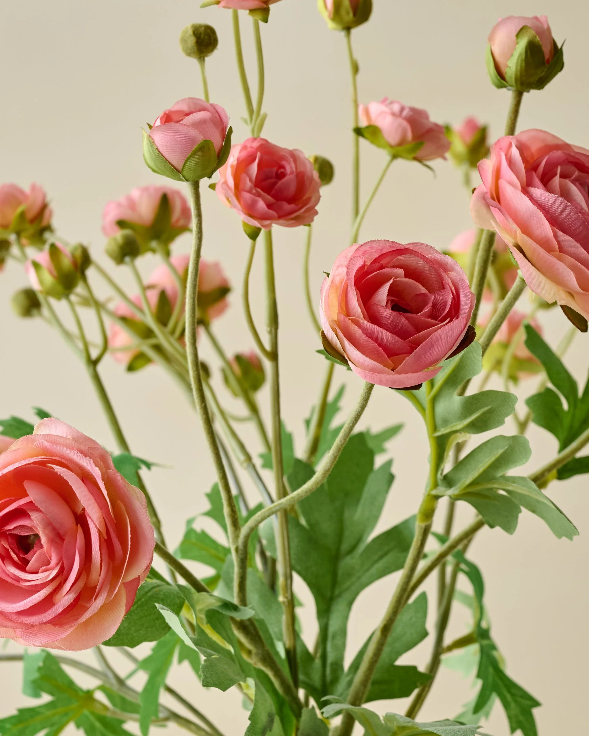 Ranunculus Bloom Bundle - Image 7
