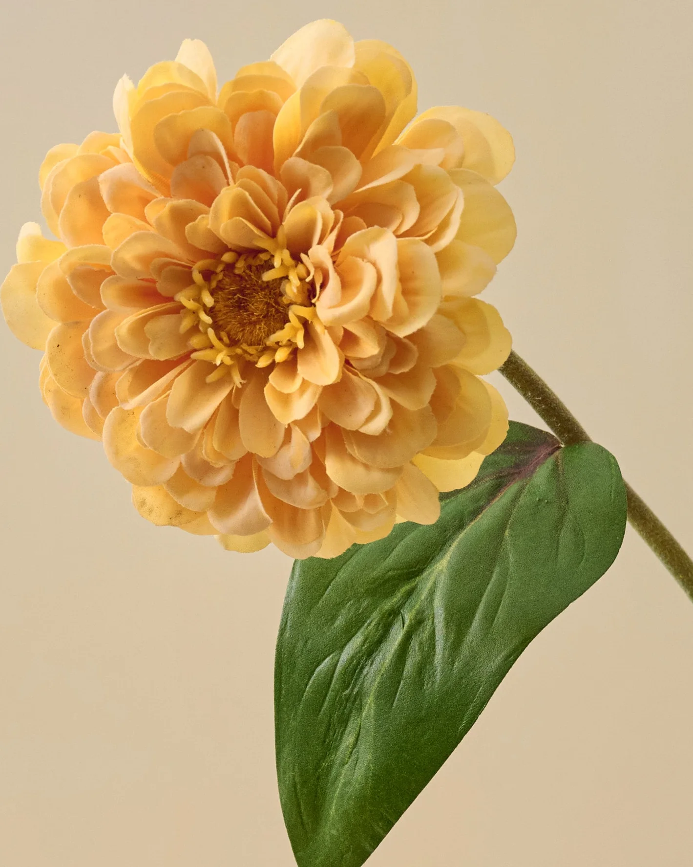 Real Touch Zinnia Stem - Image 8
