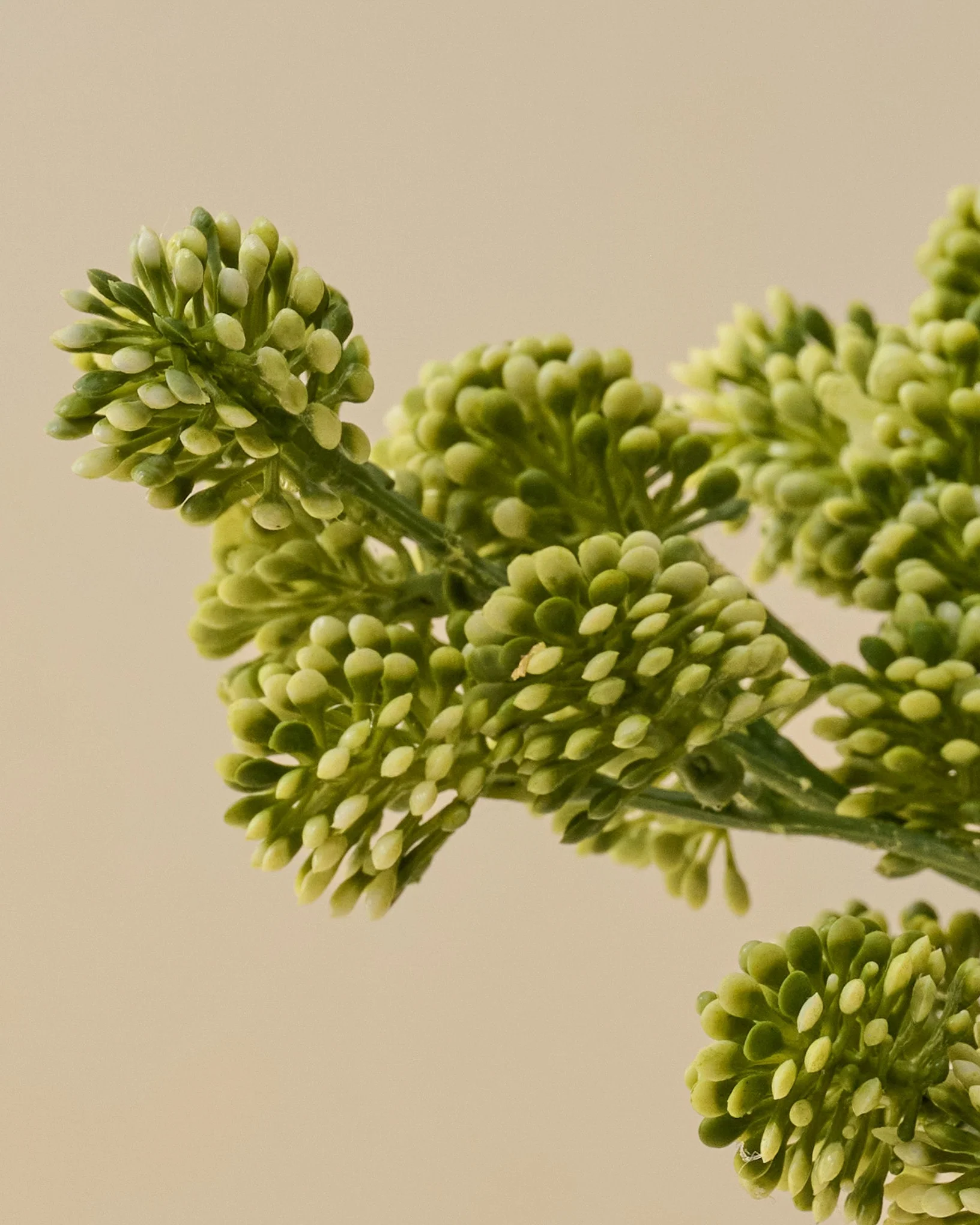 Sedum Bundle - Image 2
