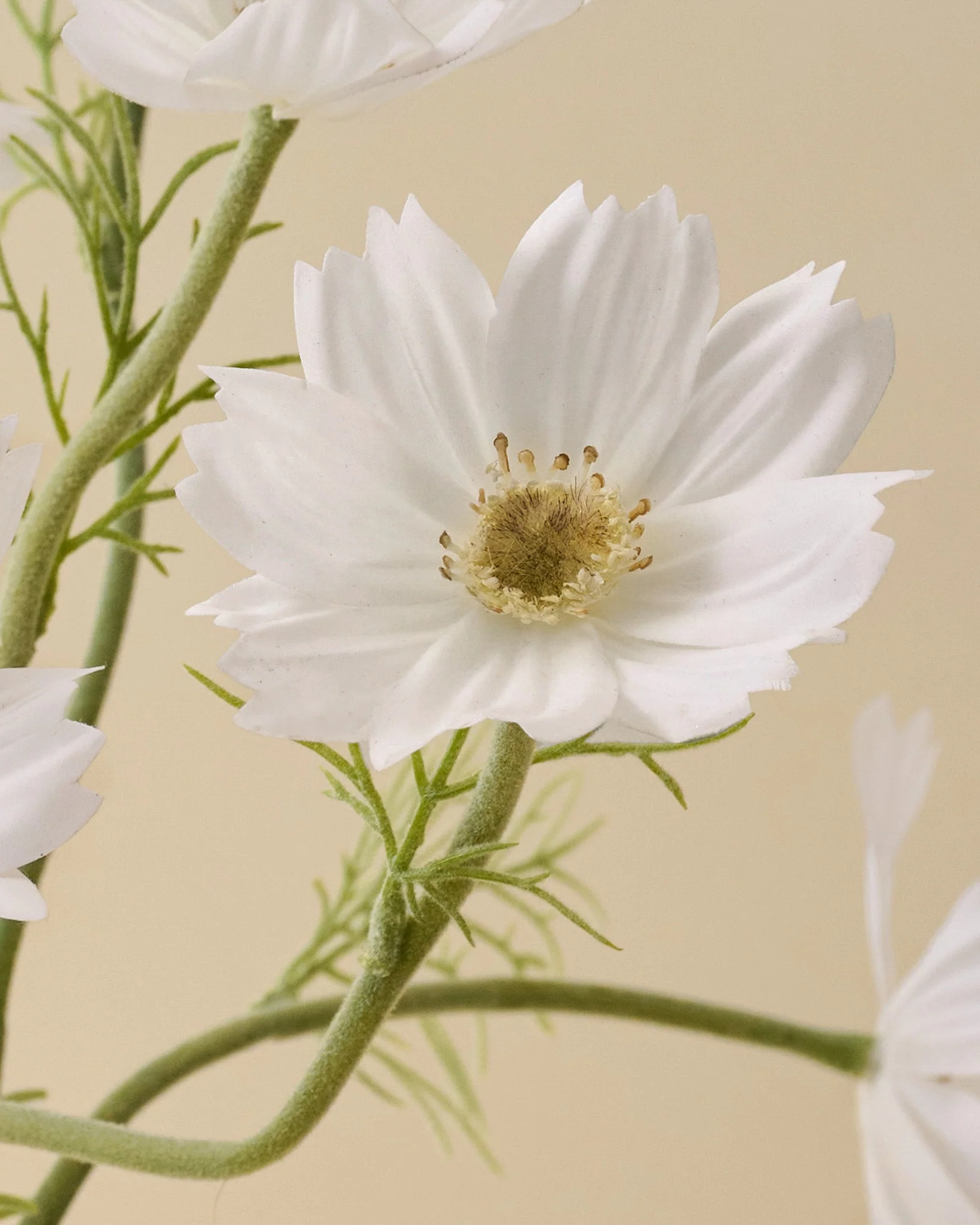 White Cosmos Bundle - Image 3